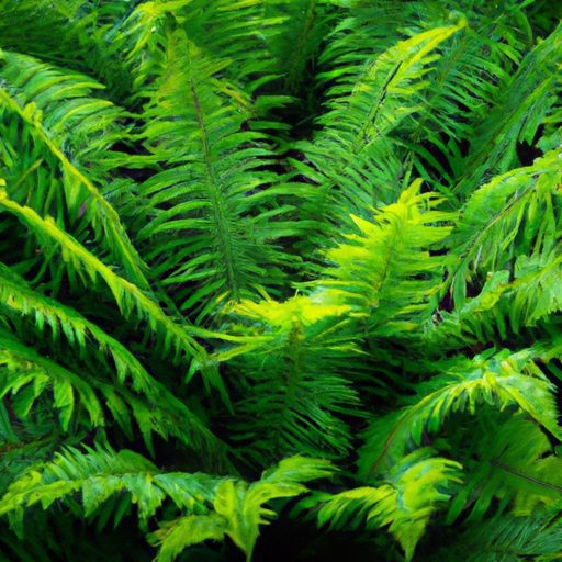 a vibrant boston fern with cascading fro 512x512 3486850