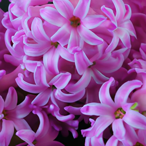 a vibrant bouquet of blooming hyacinths 512x512 61736013