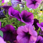 Best Purple Petunia Varieties