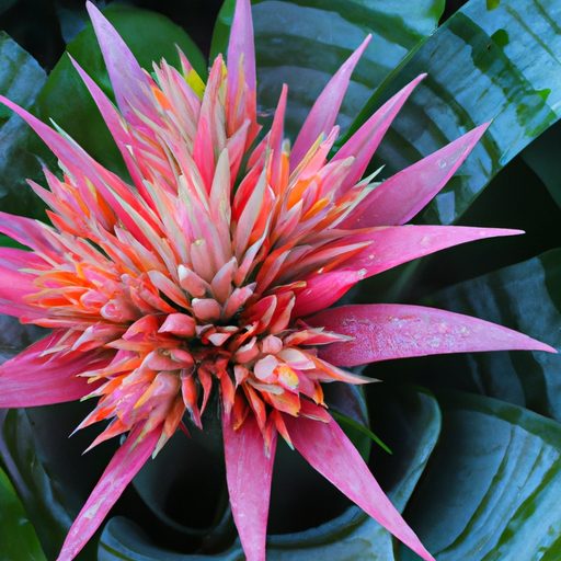 a vibrant bromeliad with long lasting bl 512x512 56114793