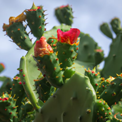 a vibrant cactus with blooming flowers p 512x512 17350080