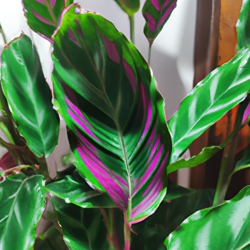 a vibrant calathea plant thriving peacef 512x512 99801792