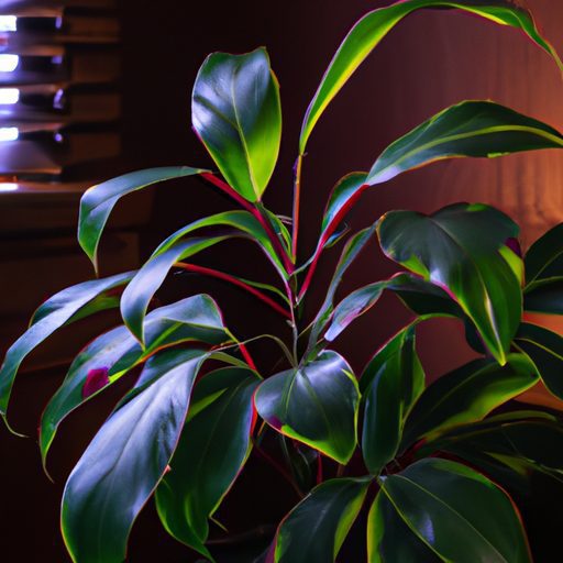 a vibrant chinese evergreen in a dimly l 512x512 4733565