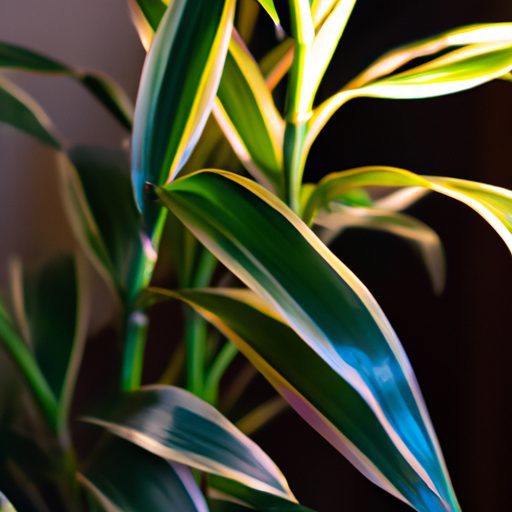 a vibrant chinese evergreen plant bright 512x512 54625150
