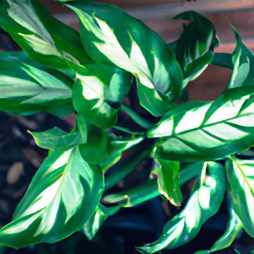 a vibrant chinese evergreen plant thrivi 512x512 13083763
