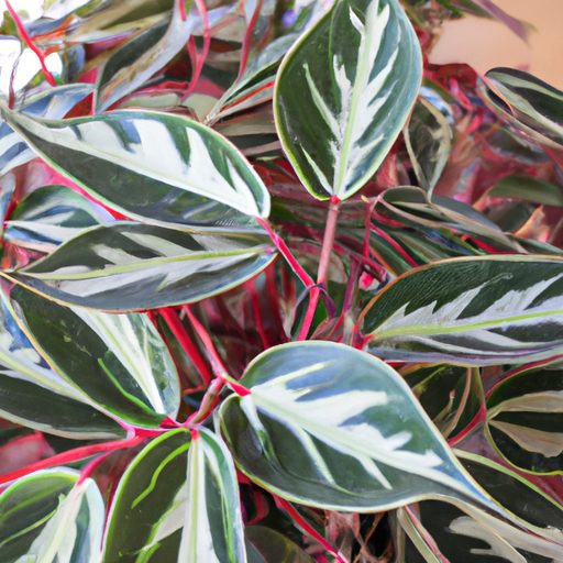 a vibrant chinese evergreen plant thrivi 512x512 83091675