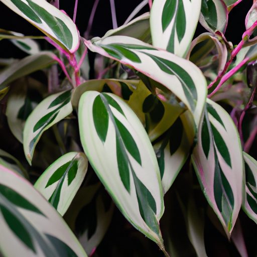a vibrant chinese evergreen thrives indo 512x512 21172499