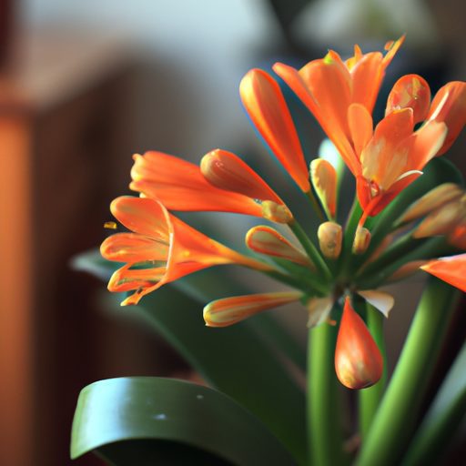 a vibrant clivia plant blooming indoors 512x512 59167067