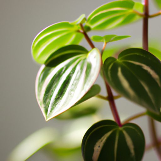 a vibrant coin leaf peperomia thriving p 512x512 71381234