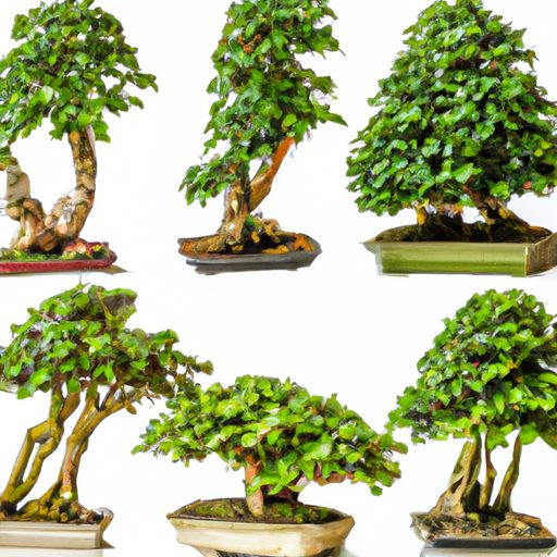 a vibrant collection of ficus bonsai pho 512x512 21222549
