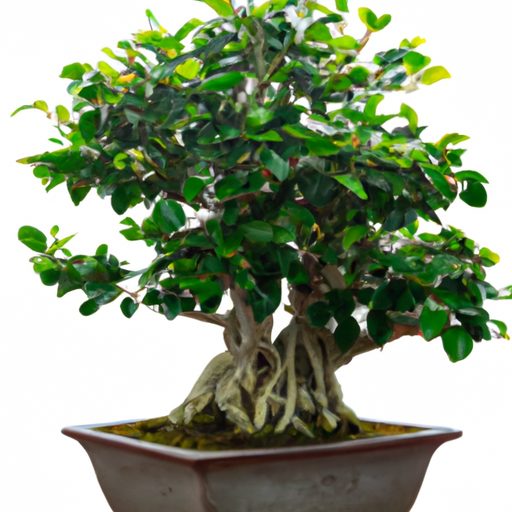 a vibrant collection of ficus bonsai pho 512x512 70379179