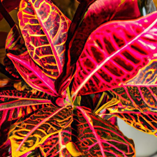 a vibrant croton plant in full bloom its 512x512 34668017