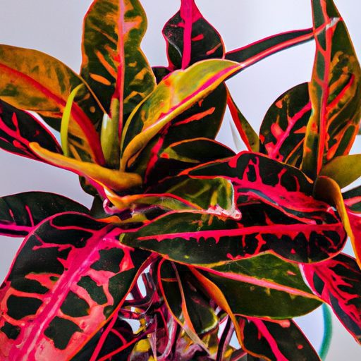 a vibrant croton plant in full bloom its 512x512 84131588