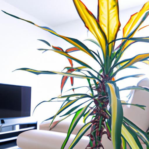 a vibrant dracaena plant in a modern liv 512x512 11078303