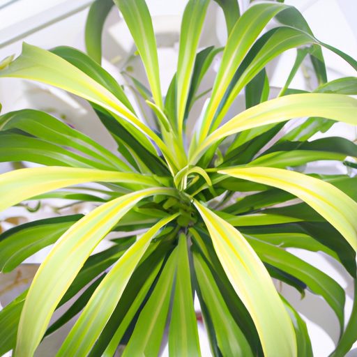 a vibrant dracaena plant purifying air p 512x512 65173806