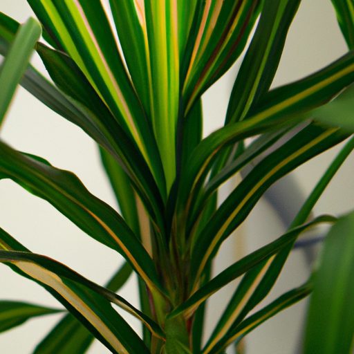 a vibrant dracaena plant standing tall p 512x512 8305060