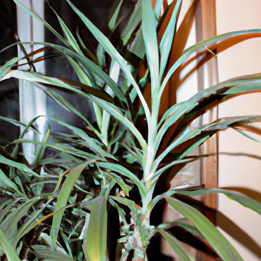a vibrant dracaena plant standing tall p 512x512 84369828