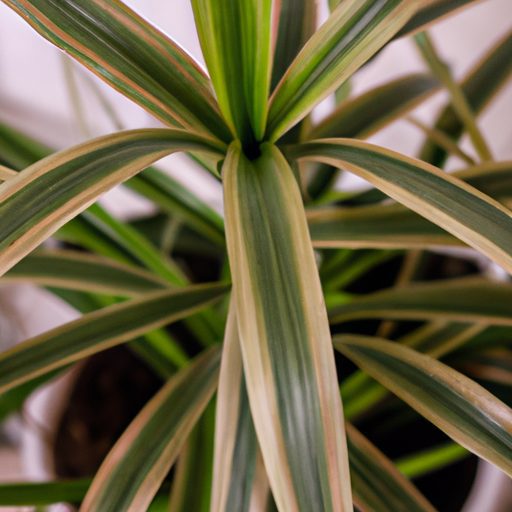 a vibrant dracaena plant thriving indoor 512x512 57255155