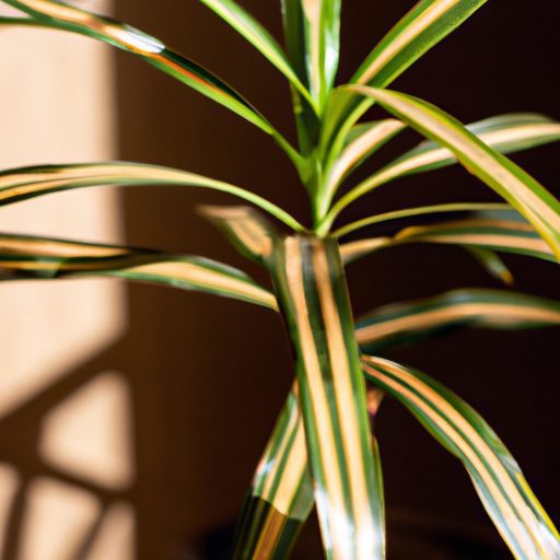 a vibrant dracaena plant thriving indoor 512x512 61641402