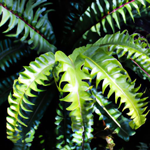 a vibrant elkhorn fern gracefully flouri 512x512 62350737