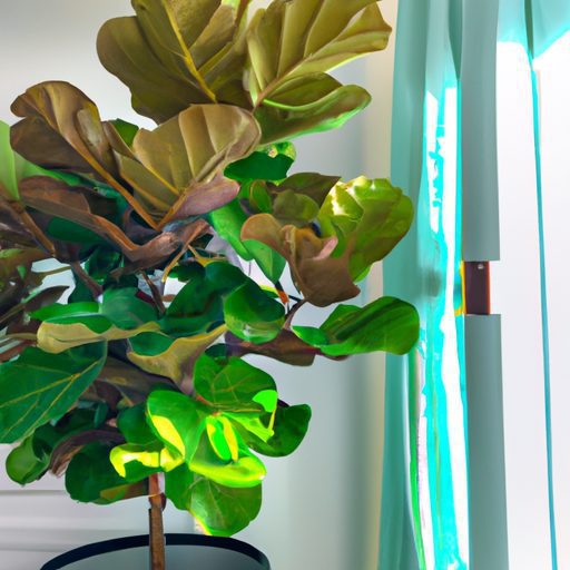 a vibrant fiddle leaf fig plant standing 512x512 25147173