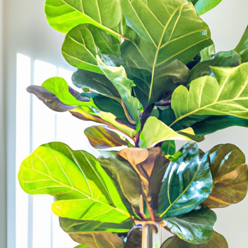 a vibrant fiddle leaf fig plant standing 512x512 93594015