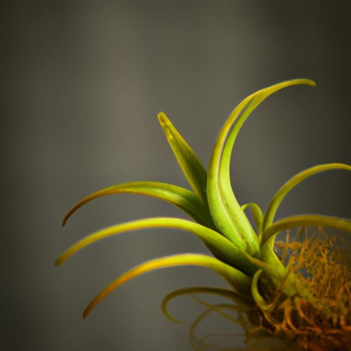 a vibrant green air plant dancer photore 512x512 85510295