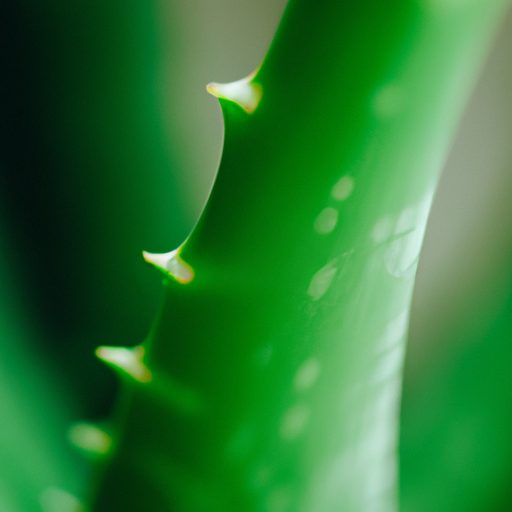 a vibrant green aloe vera leaf photoreal 512x512 64006618