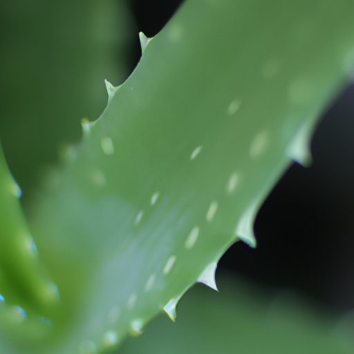 a vibrant green aloe vera leaf photoreal 512x512 89461229