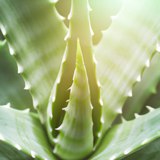 a vibrant green aloe vera plant surround 512x512 37346931