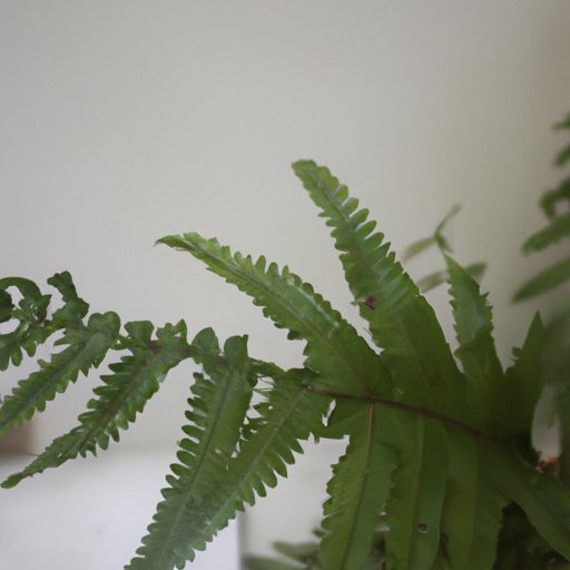 a vibrant green fern thriving indoors ph 512x512 36268281