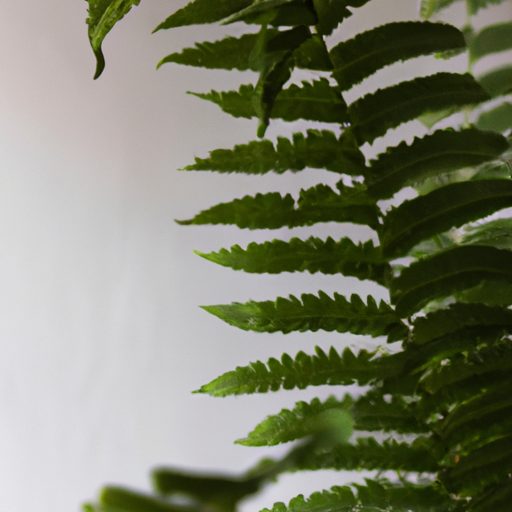 a vibrant green fern thriving indoors ph 512x512 76003063