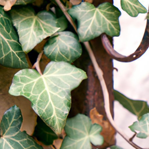 a vibrant green ivy plant withering phot 512x512 80380026