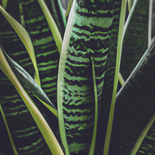 a vibrant green snake plant thriving pho 512x512 2489781