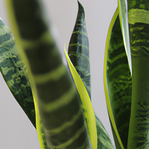 a vibrant green snake plant thriving pho 512x512 65563059