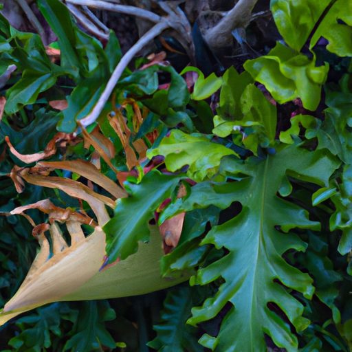 a vibrant green staghorn fern surrounded 512x512 15803760