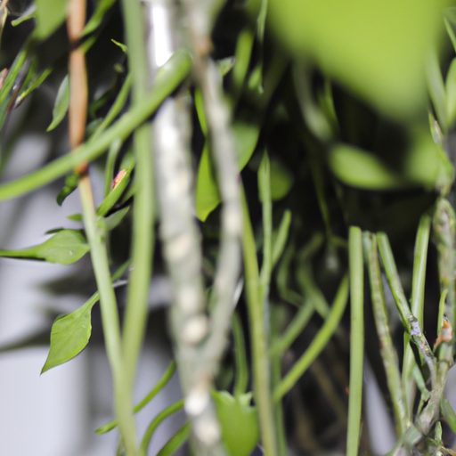 a vibrant hanging rhipsalis plant thrive 512x512 59216988