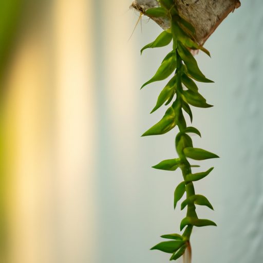 a vibrant hanging rhipsalis plant thrive 512x512 60372867