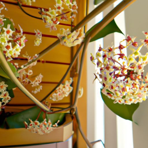 a vibrant hoya plant in full bloom with 512x512 20938934