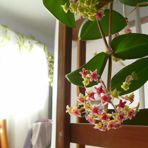 a vibrant hoya plant in full bloom with 512x512 82356103