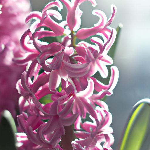 a vibrant hyacinth blooming in sunlight 512x512 17514560