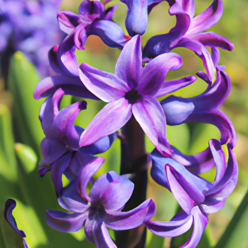 a vibrant hyacinth blooming in sunlight 512x512 33602497