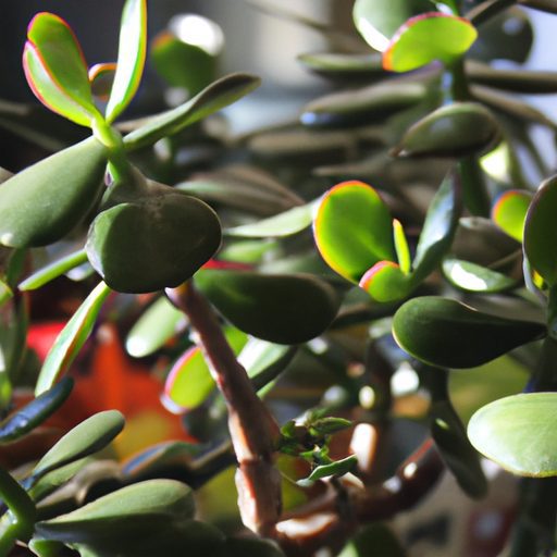 a vibrant jade plant brings life photore 512x512 27490474