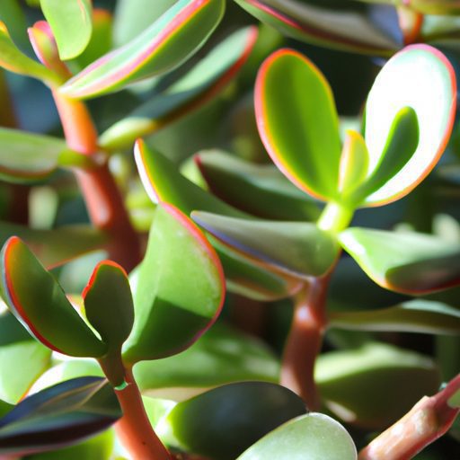 a vibrant jade plant brings life photore 512x512 98389725