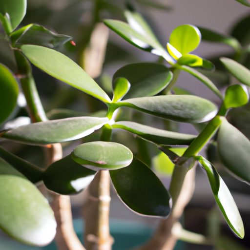 a vibrant jade plant thriving indoors ph 512x512 64209644