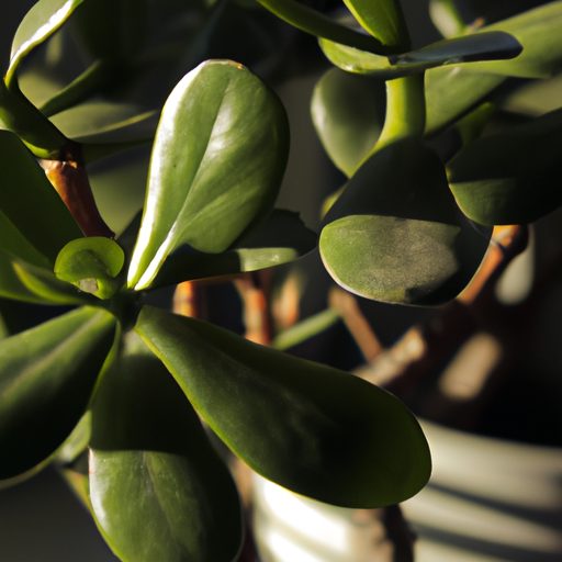 a vibrant jade plant thriving indoors ph 512x512 77286709
