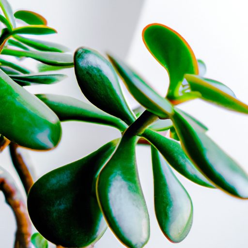 a vibrant jade plant with lush green lea 512x512 97467898