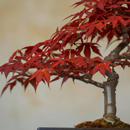 a vibrant japanese maple bonsai tree pho 512x512 38428831