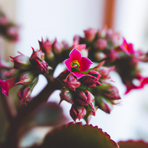 a vibrant kalanchoe plant blossoming ind 512x512 31456946