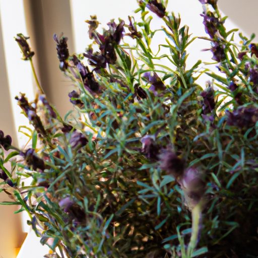 a vibrant lavender plant thriving indoor 512x512 76688357